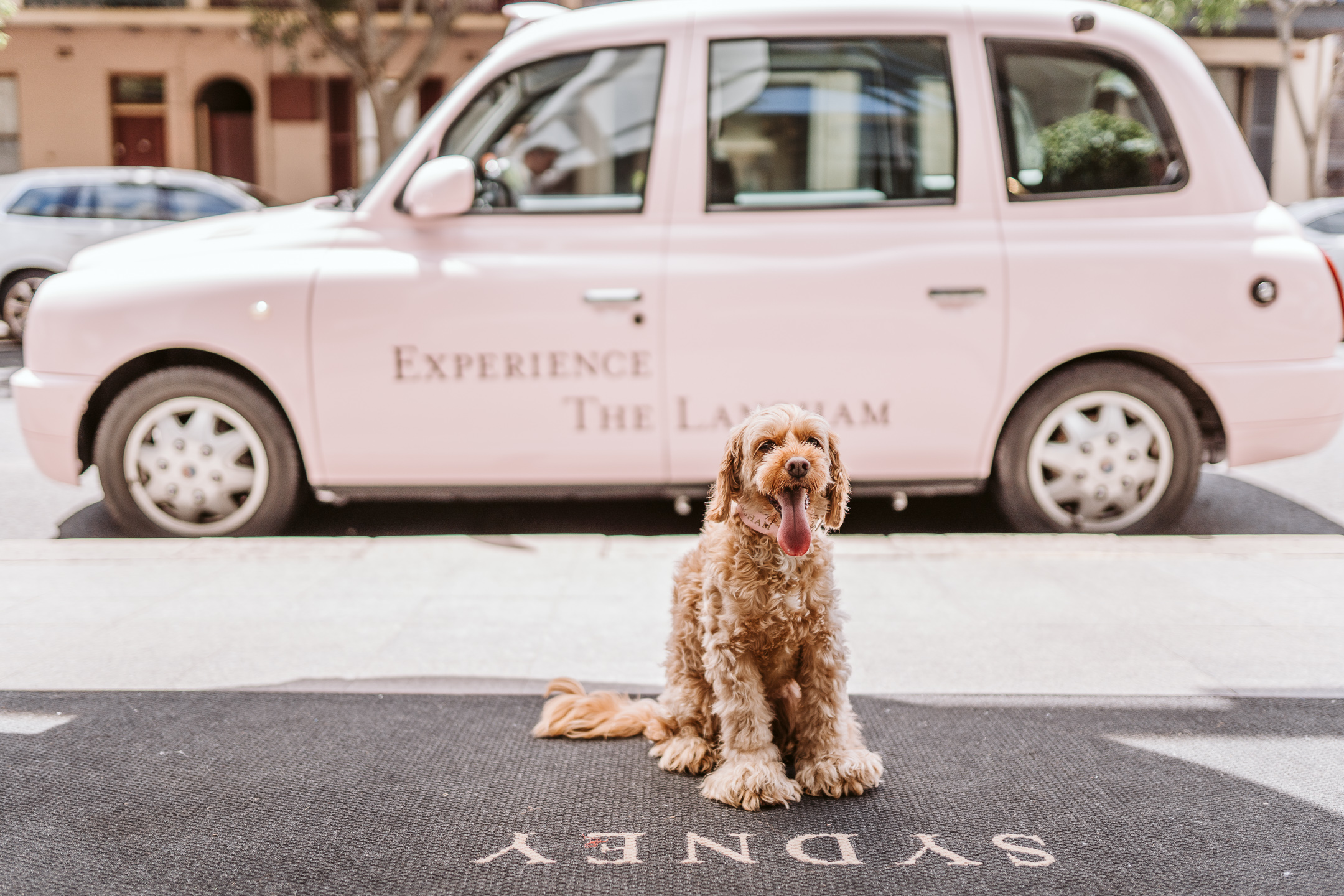 The Langham Sydney Luxury Hotel room offer "pampered pets staycation"